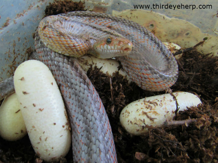 Baird's Rat Snakes